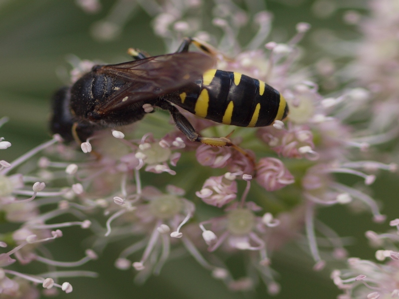 Ectemnius sp. (Crabronidae)